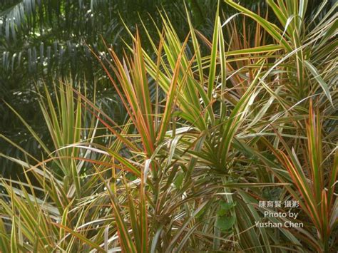 紅邊竹蕉照顧|【紅邊竹蕉照顧】紅邊竹蕉養護全攻略：超好養、比富貴竹美百。